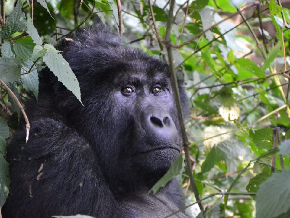 Bwindi Four hours Gorilla Trek Experience
