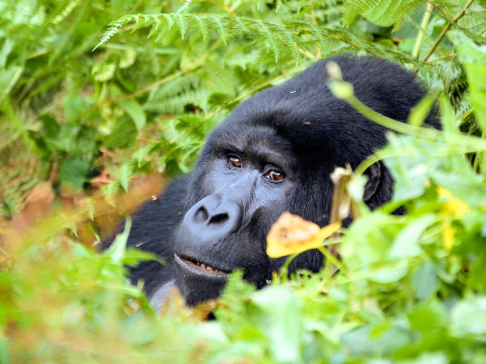 Bwindi Gorilla Adventure Permits