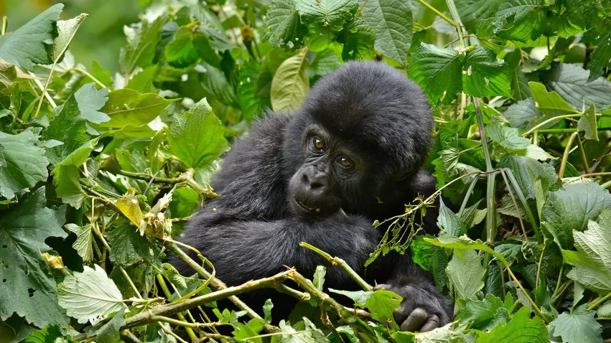 Bwindi Gorilla Habituation Safari in Rushaga from Kigali