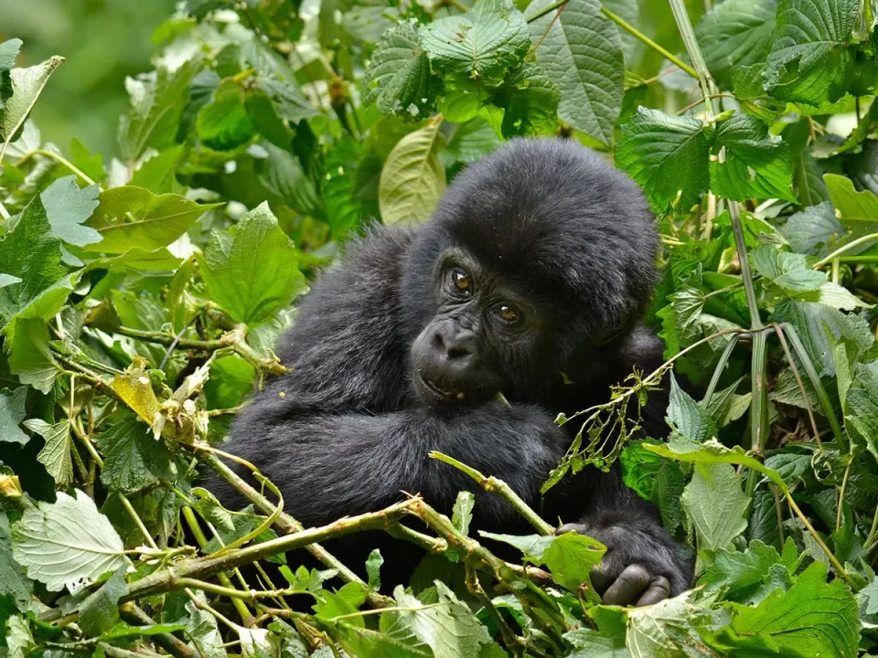 Bwindi Gorilla Habituation Safari in Rushaga from Kigali