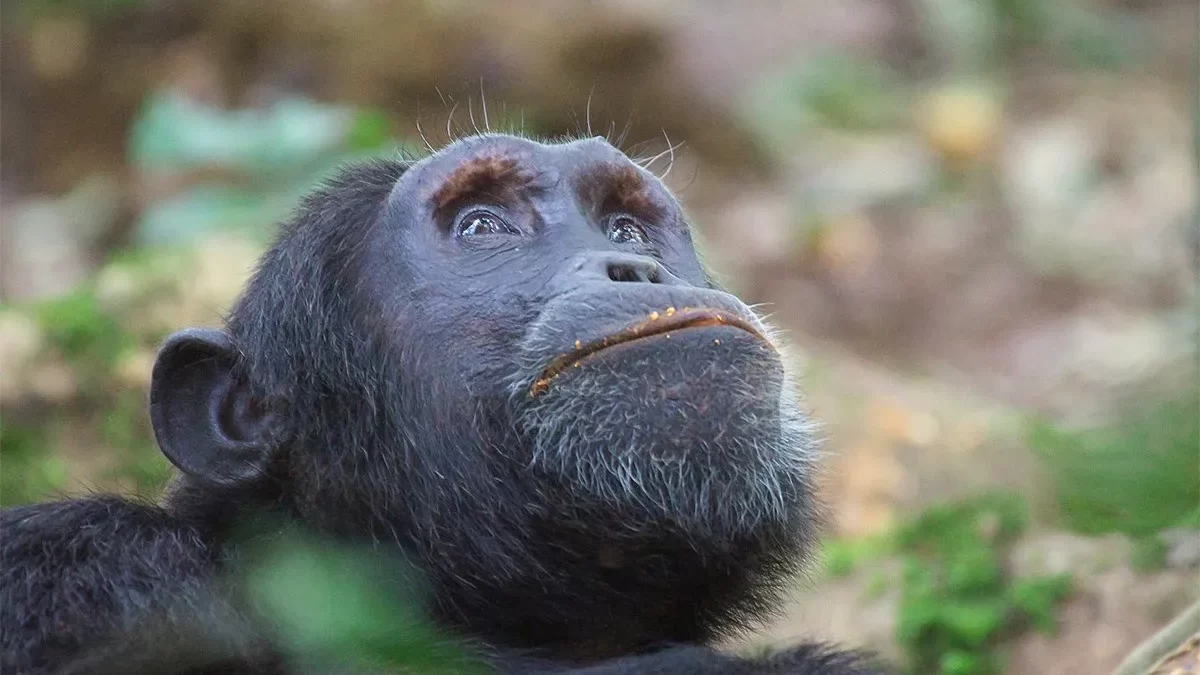 Chimpanzee Trekking Age limit in Uganda