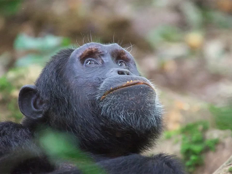 Chimpanzee Trekking Age limit in Uganda