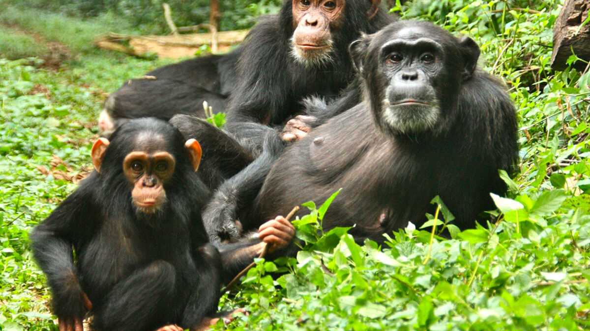 Chimpanzee Trekking Safaris in Uganda - Great Apes Tours in Uganda