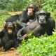 Chimpanzee Trekking Safaris in Uganda - Great Apes Tours in Uganda