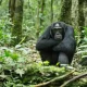 Chimpanzee Trekking in Kanyanchu