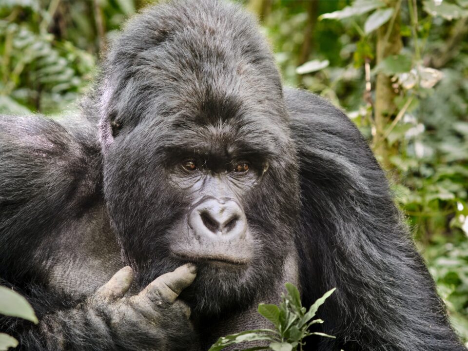 Congo Gorilla Trekking Safari Tours
