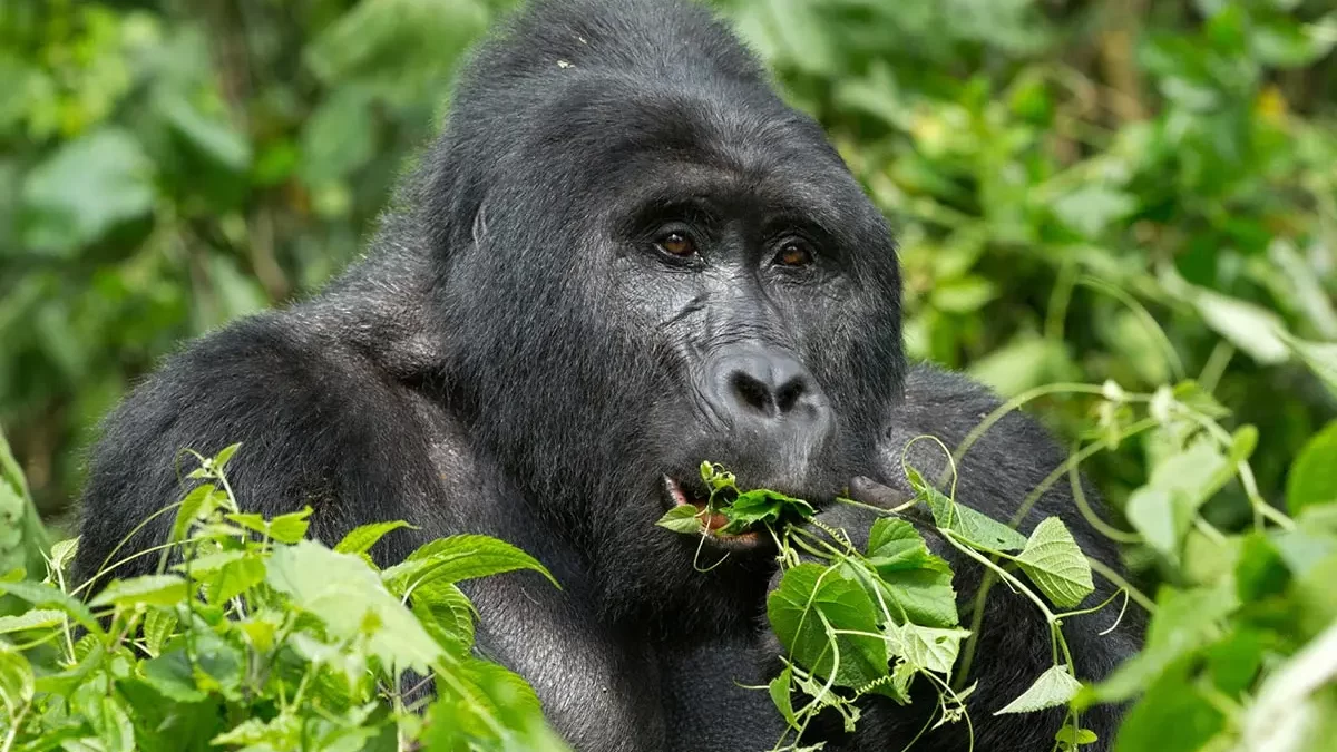 Discounted East African Resident Gorilla Permits