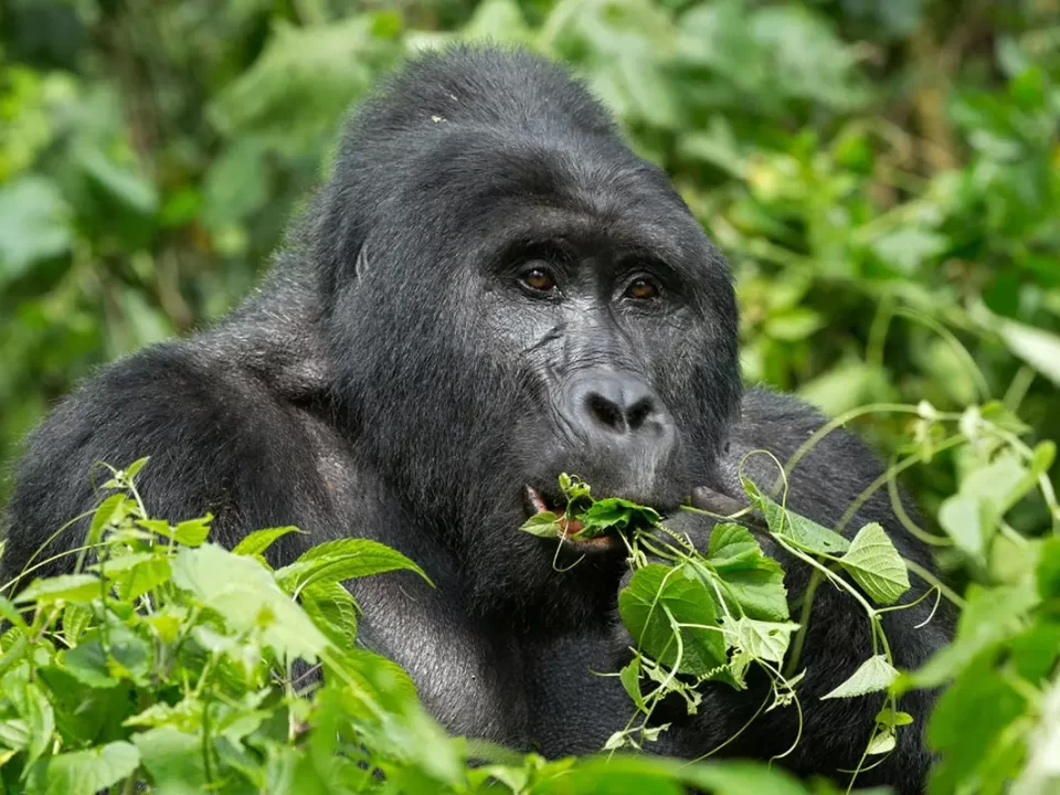 Discounted East African Resident Gorilla Permits