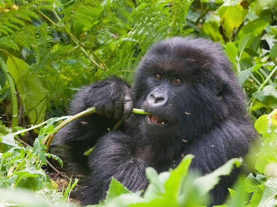 Gorilla Trekking in Volcanoes National Park from Lake Kivu - Your Chances of Seeing Gorillas in Rwanda - How Much Does a Rwanda Gorilla Trek Cost?