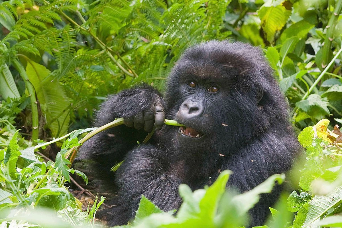 Gorilla Trekking in Volcanoes National Park from Lake Kivu - Your Chances of Seeing Gorillas in Rwanda - How Much Does a Rwanda Gorilla Trek Cost?