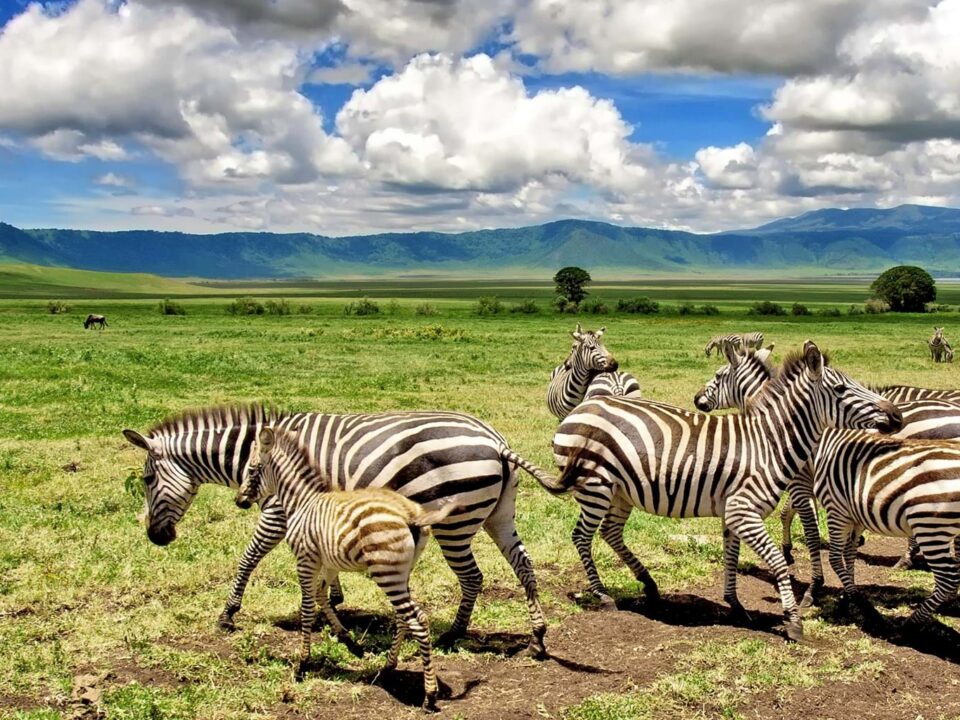 East African Safaris in April