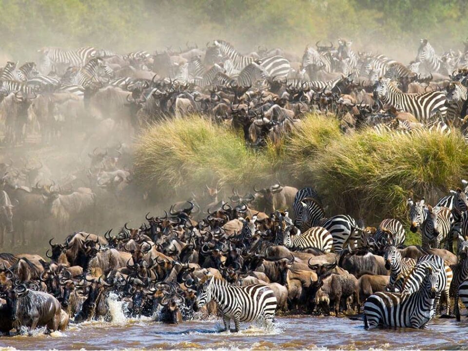 East African Safaris in August