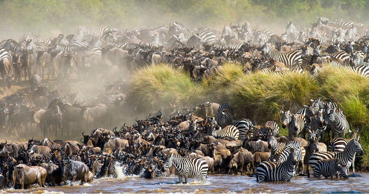 East African Safaris in August