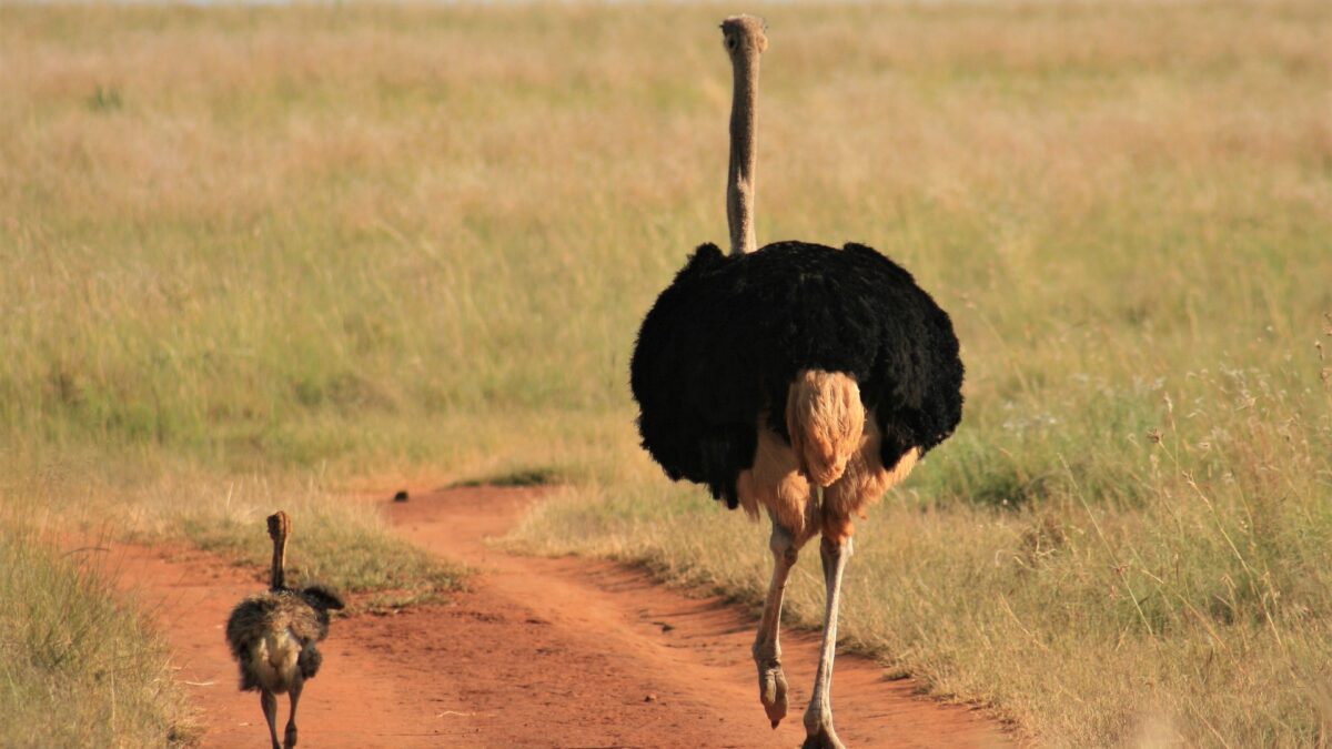 Explore Bokora & Matheniko Wildlife Reserve