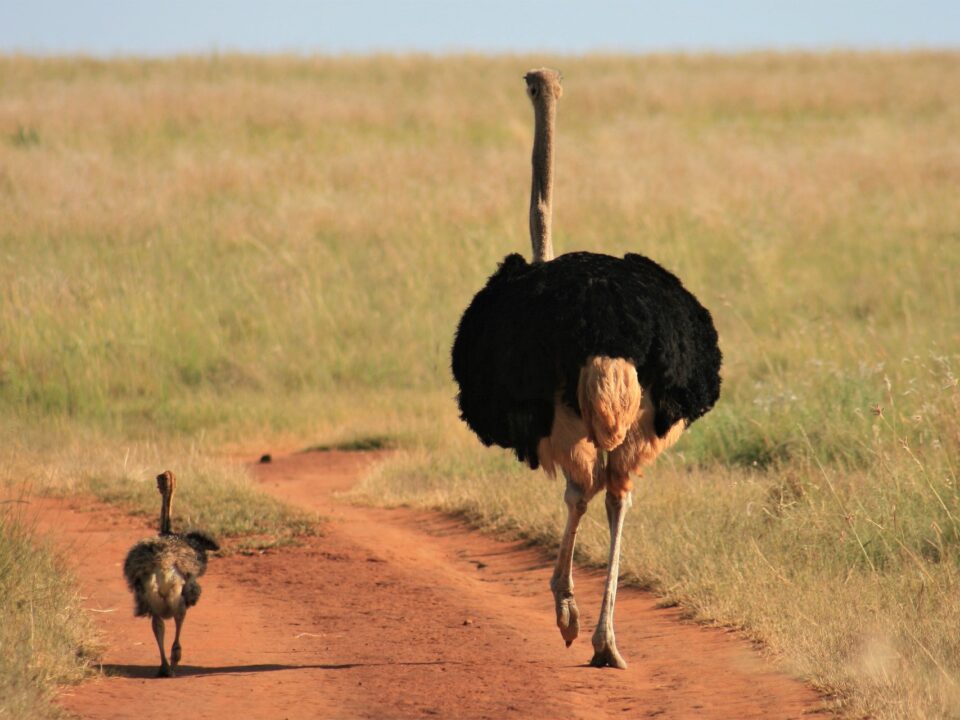 Explore Bokora & Matheniko Wildlife Reserve