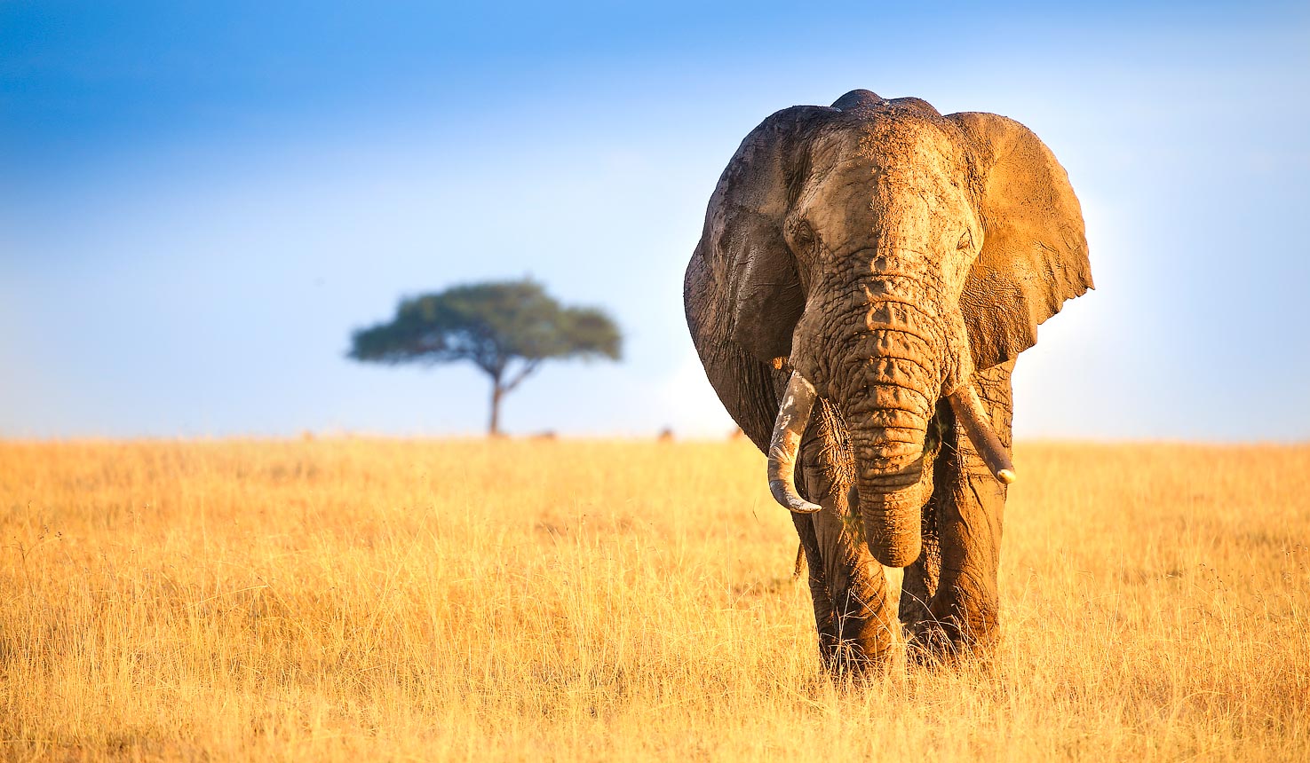 Family Safaris in East Africa