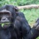 Filming Rescued Chimpanzees on Ngamba Island Sanctuary