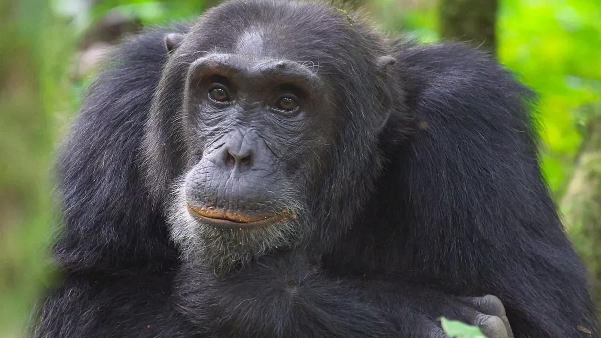 Fly-in Safaris to see Chimpanzees in Uganda