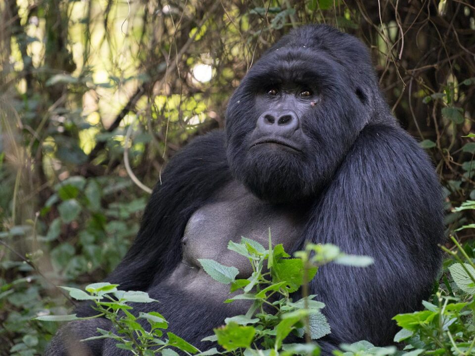 Understanding the Gorilla Permit Cancellation Policy in Uganda