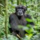 Full Day with Chimpanzees of Kibale Forest