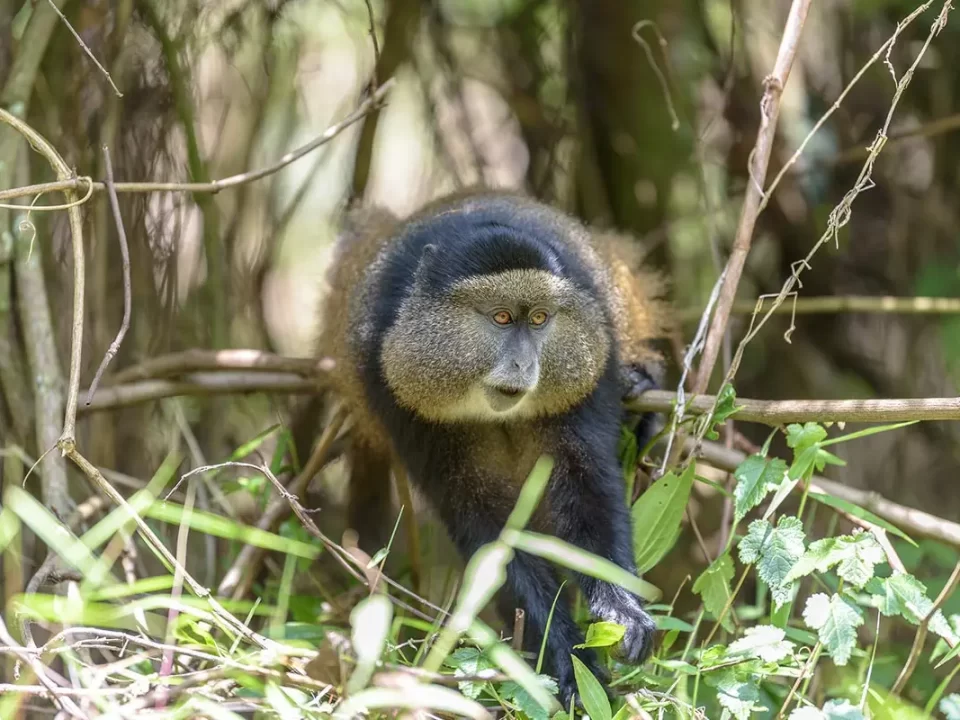 Golden Monkey Experiential Safari