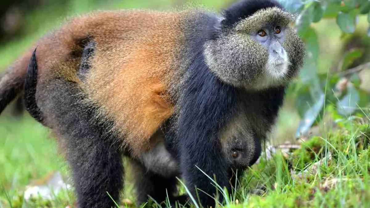 Golden Monkey Permits Mgahinga