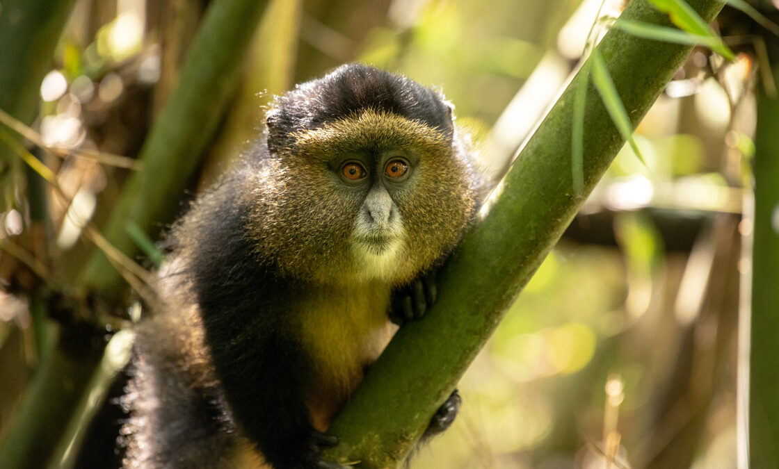 Mgahinga Gorilla & Golden Monkey Tracking via Kigali
