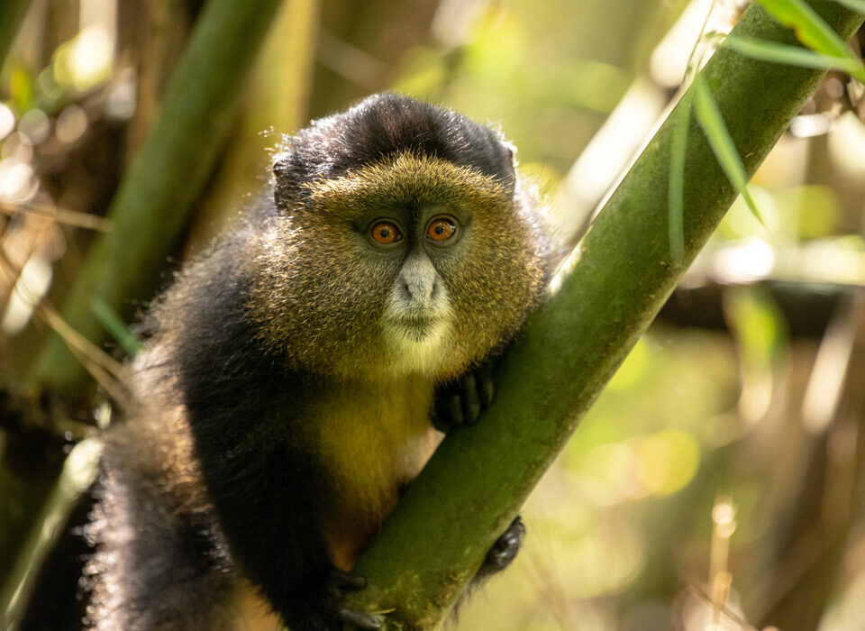 Mgahinga Gorilla & Golden Monkey Tracking via Kigali