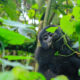 Gorilla Trekking Safaris for Expats