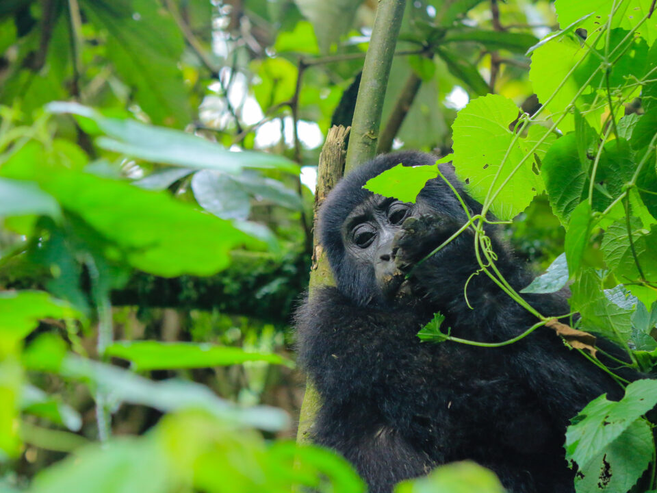 Gorilla Trekking Safaris for Expats