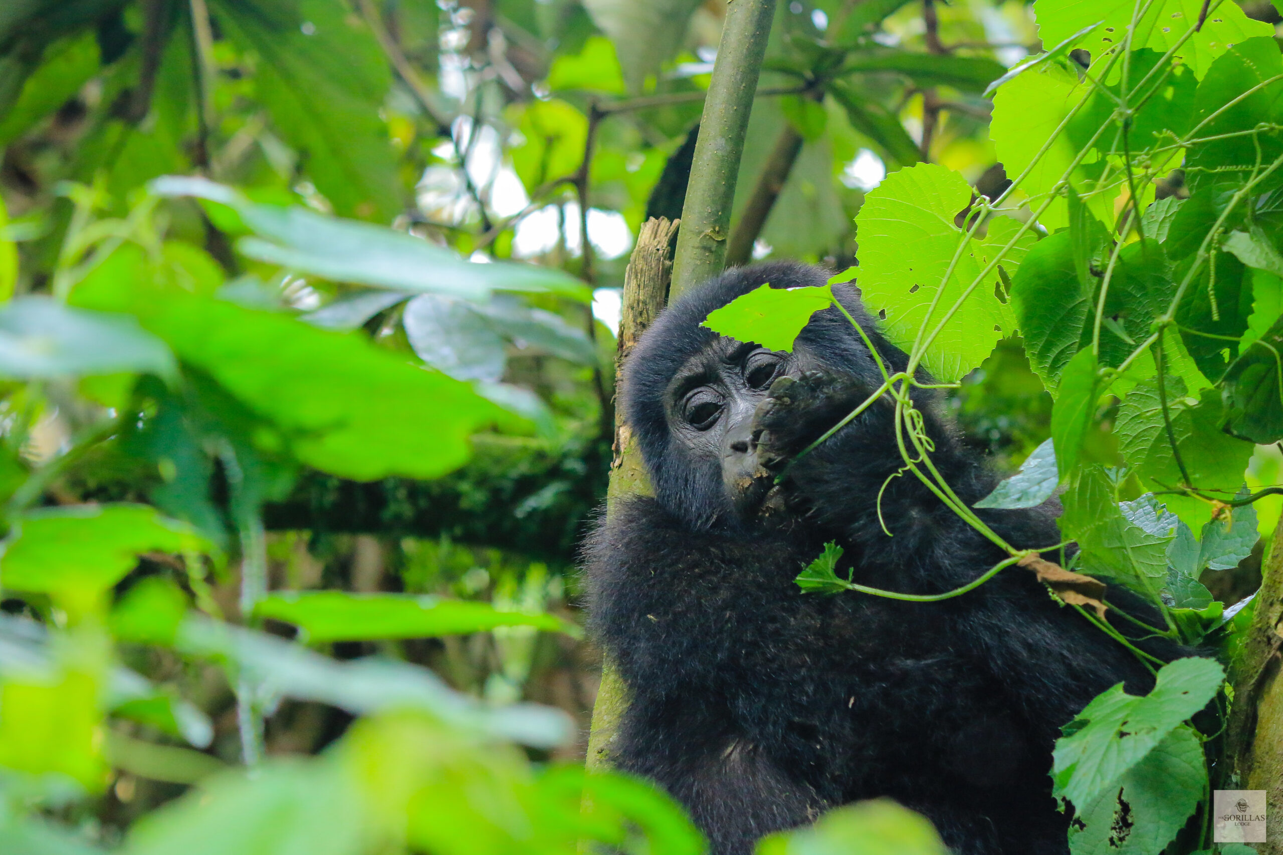Gorilla Trekking Safaris for Expats - Can Children Under 15 Go Gorilla Trekking in Uganda?