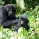 Gorilla Excursions Uganda-Gorilla Trekking Bwindi