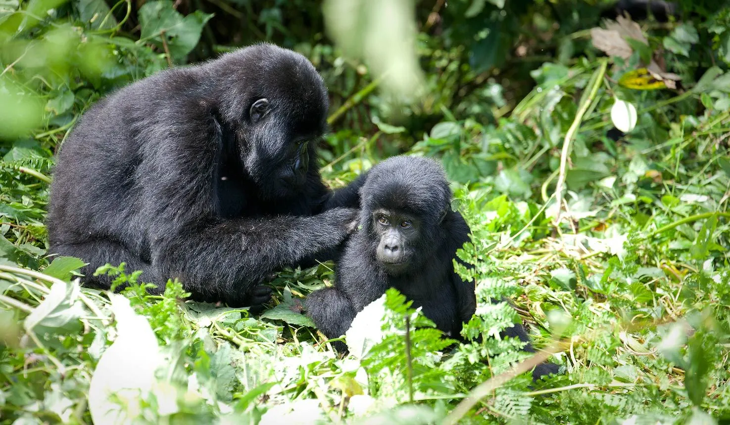 Gorilla Excursions Uganda-Gorilla Trekking Bwindi