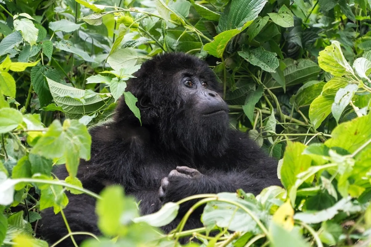 Gorilla Groups in Ruhija Sector of Bwindi - Gorilla Trekking Permits for 2025–2026 - Gorilla Trekking in Ruhija Sector of Bwindi from Lake Bunyonyi