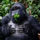 Gorilla Habituation Process in Uganda