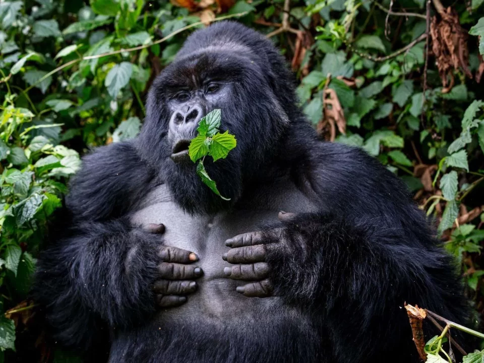Gorilla Habituation Process in Uganda