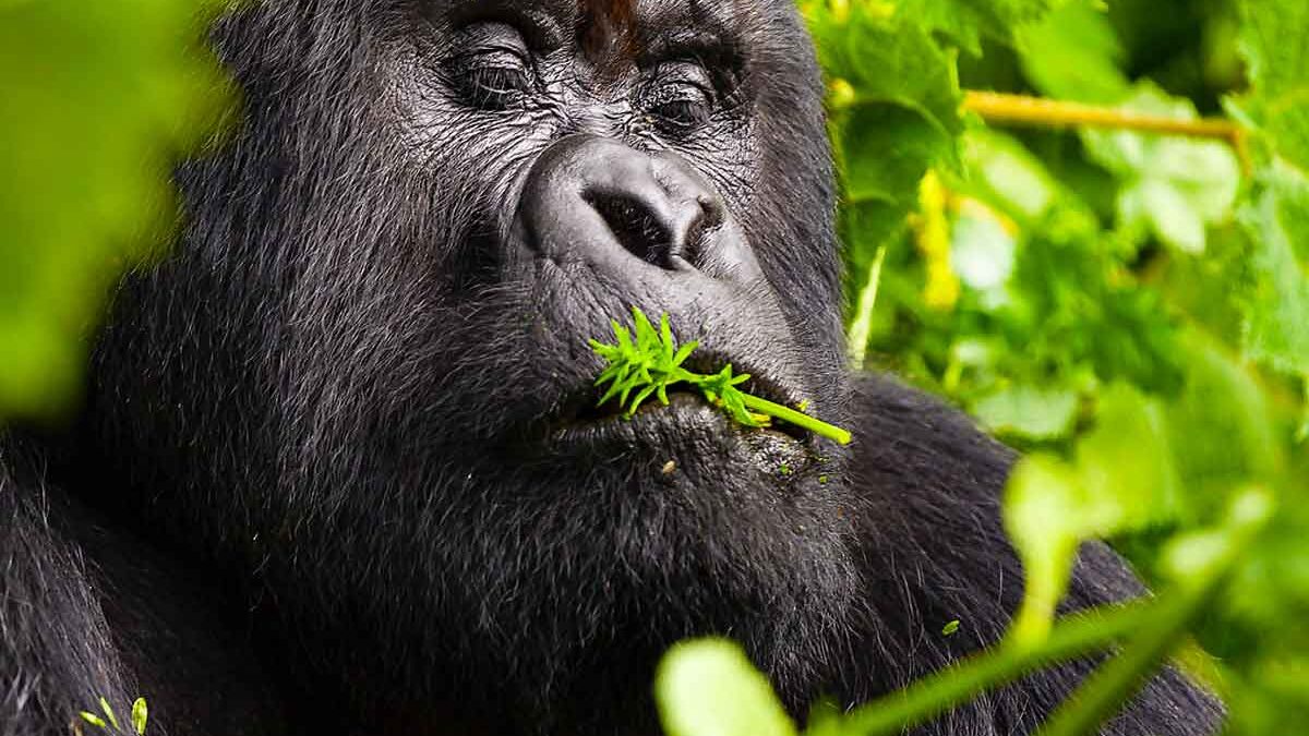 Gorilla Permits Available in Rwanda Everyday