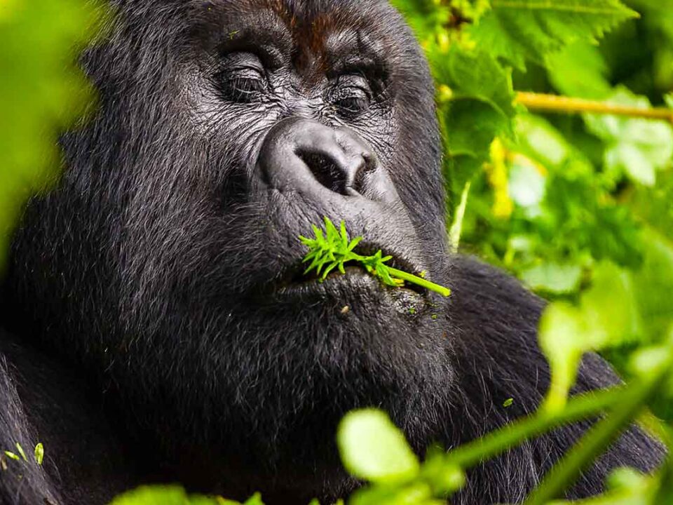 Gorilla Permits Available in Rwanda Everyday