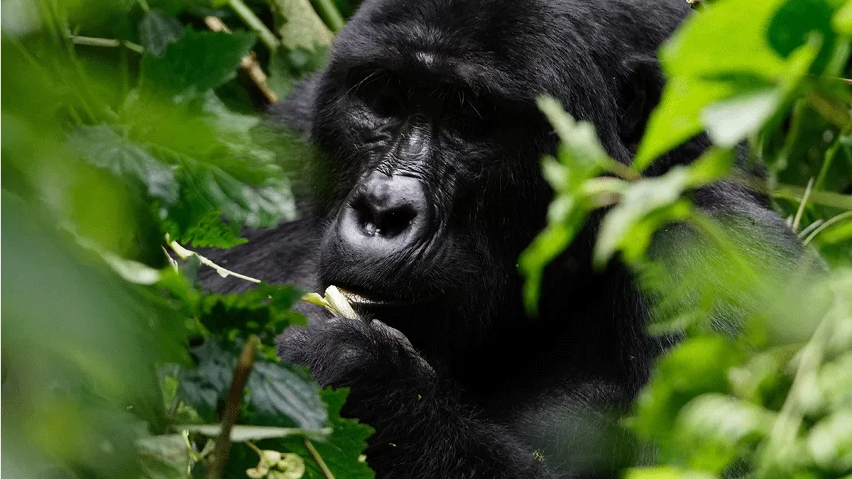 Gorilla Tracking Safaris Ruhija from Kigali Rwanda