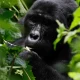 Gorilla Tracking Safaris Ruhija from Kigali Rwanda