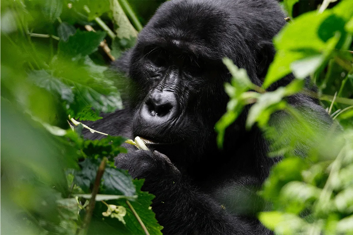 Gorilla Tracking Safaris Ruhija from Kigali Rwanda