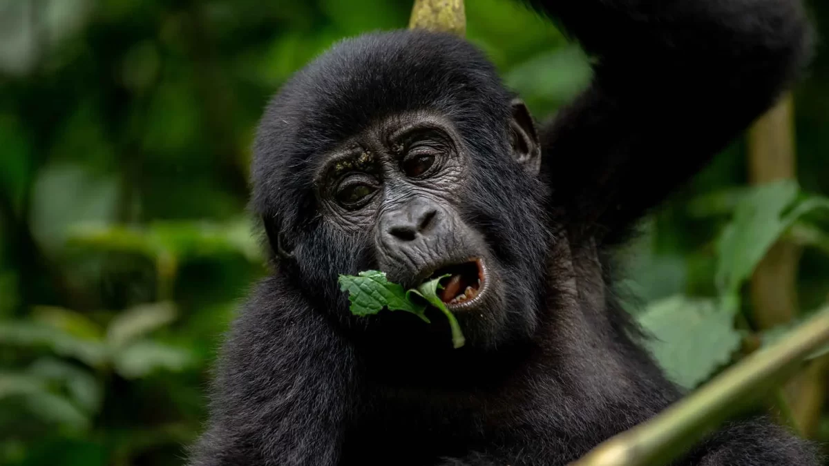 Gorilla Tracking Safaris for Foreign Residents