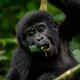 Gorilla Tracking Safaris for Foreign Residents