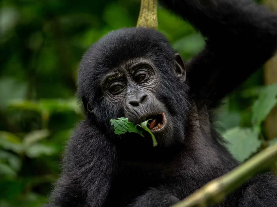 Gorilla Tracking Safaris for Foreign Residents