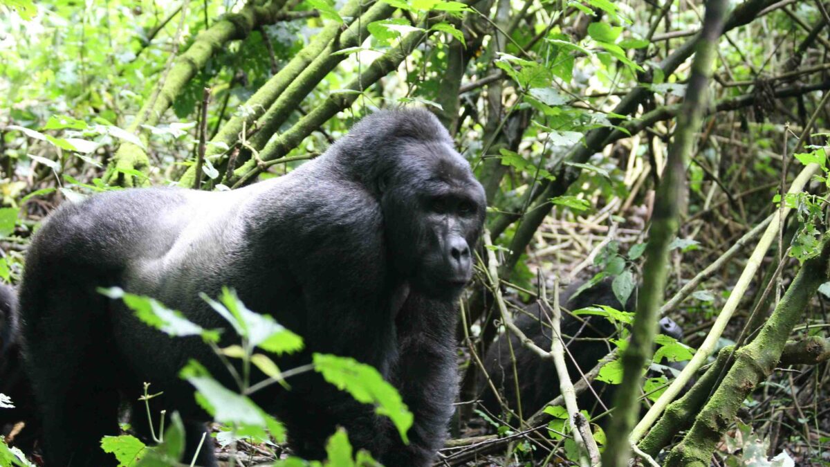 Gorilla Tracking Safaris from Kasese