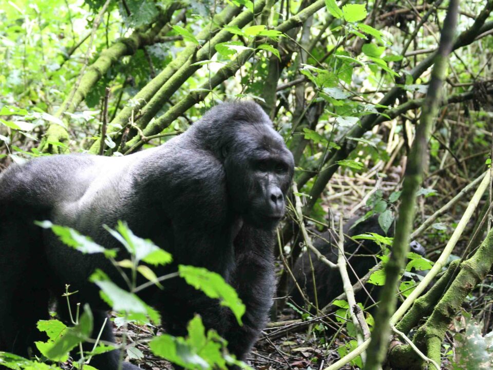 Gorilla Tracking Safaris from Kasese