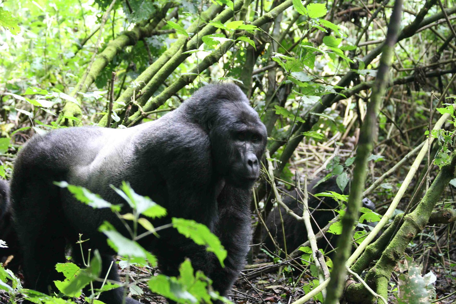 Gorilla Tracking Safaris from Kasese