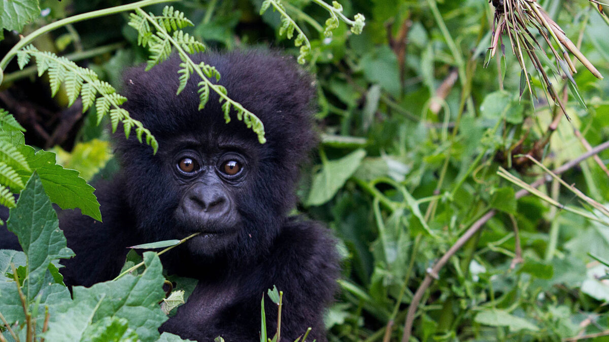 Gorilla Tracking Safety in Uganda-Rwanda