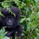 Gorilla Tracking Safety in Uganda-Rwanda