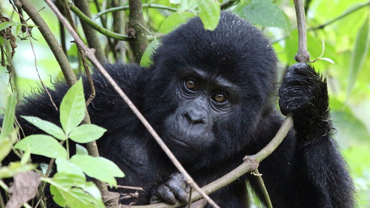 Gorilla Tracking Tours from Kabale Town